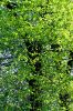 feuilles-arbres.jpg