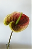 fleur_28129.jpg