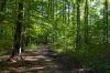 foret.jpg