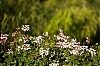 geranium.jpg