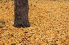 ginko2IMG_2833_1.jpg