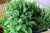 herbes2IMG_0073.jpg