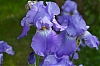 iris.jpg