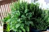 jardinIMG_0074.jpg
