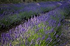 lavande_28129.jpg