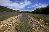 lavande_28229.jpg