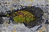 micropaysage_28129.jpg