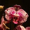 orchidee.jpg