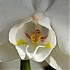 orchidee_-7-.jpg