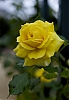 rose_28329.jpg
