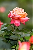 rose~0.jpg
