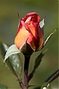 rose~1.jpg