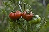 tomates.jpg