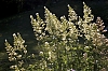 valeriane_28129.jpg