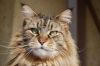 Apache_2.jpg