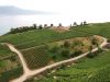 lavaux2.jpg