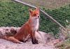 renard.jpg