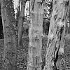 DSCF0152.jpg