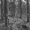 DSCF0595.jpg