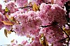 DSCF2806.jpg