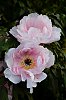 DSCF3207.jpg