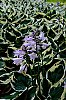 DSCF3862.jpg