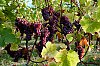 DSCF6080.jpg