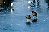 DSCF7219.jpg