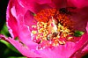 DSCF9217.jpg