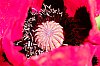DSCF9621.jpg