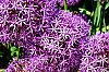 DSCF9772.jpg
