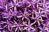 DSCF9776.jpg