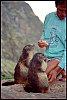 Marmotte_3-2.jpg