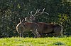 11octobre2022_Cerfs_ForetDeCerisy_JZ9_7187_860px.jpg