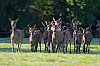 11octobre2022_Cerfs_ForetDeCerisy_JZ9_7421_860px.jpg