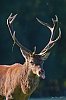 11octobre2022_Cerfs_ForetDeCerisy_JZ9_7644800~0.jpg