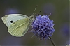 20092013-_JMJ1383.jpg