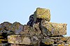 20220801170850-Cheveches_JZ9_2912_1620px-1.jpg