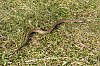 20250206_132552_Neville_fevrier2025_B0001221_860.jpg