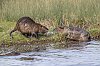 20250217_152358_baieDesVeys_fevrier2025_JZ9_5581-Avec_accentuation-Bruit_860.jpg