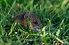 20250430_182948_Souris_30avril2025_JZ_4076.jpg