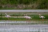 20250506_133149_JZ9_7533_Flamants_860.jpg