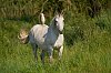 20250508_084200_HeronGardeBoeuf_mai2025_JZ9_8650_1080.jpg