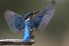 20251025_115617_JZ9_0836_860~1.jpg