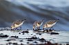 20251128_070703_Becasseaux_Asnelles_Novembre2025_JZ8_5949_860.jpg