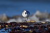 20251128_070816_Becasseaux_Asnelles_Novembre2025_JZ8_5978_860.jpg