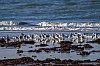 20251128_074158_Becasseaux_Asnelles_Novembre2025_JZ8_6065_860.jpg
