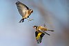 20260106_114536_ChardonneretElegant_JZ9_0994_860.jpg