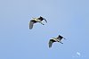 20260414_083943_SaintHilaire_14avril2026_JZ8_9642_860.jpg