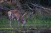 29092023083830_BrameDuCerf_septembre2023_JZ8_4063-Avec_accentuation-Bruit_1620px.jpg
